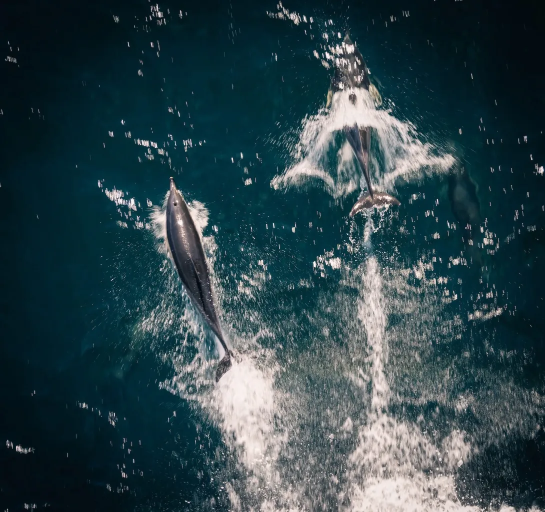 How does ocean circulation control biogeochemistry?