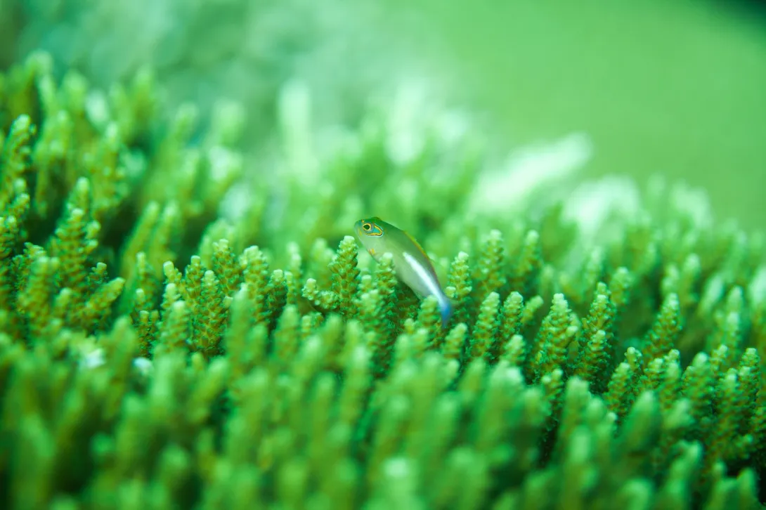 Ocean Science in Action - a free online course with over 20 videos explaining how ocean science supports sustainability.