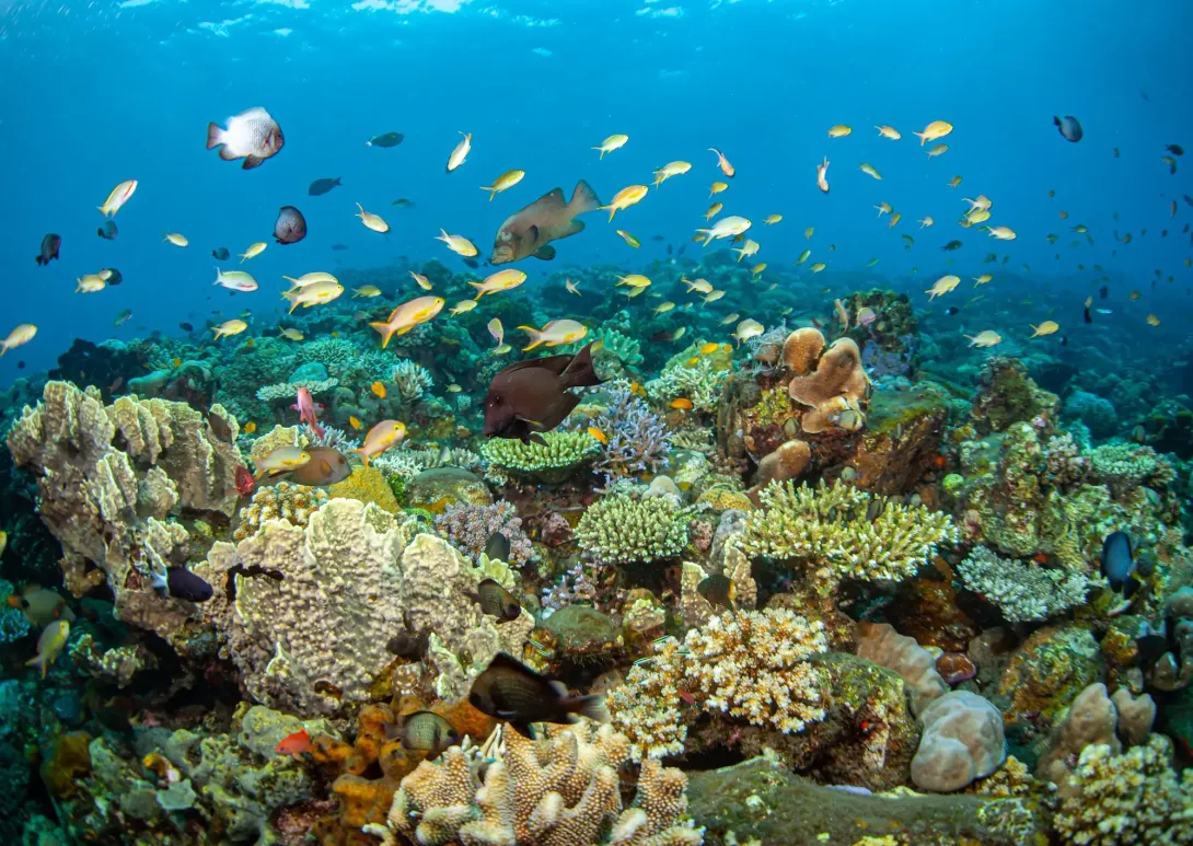 Why is research into climate change impacts on marine ecosystems important?
