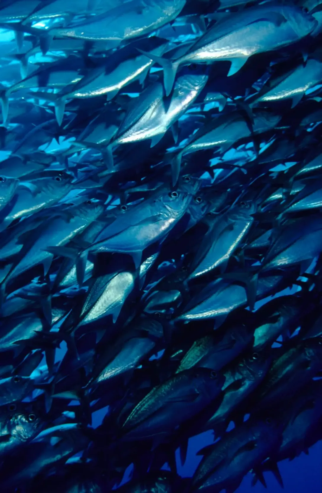 What are the impacts of fisheries on the ocean and climate?