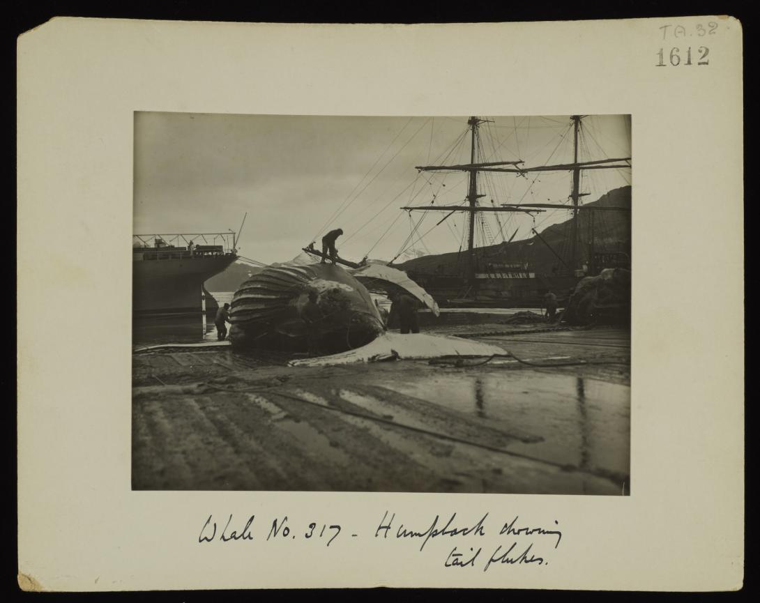 Studying the Marine Ecosystem