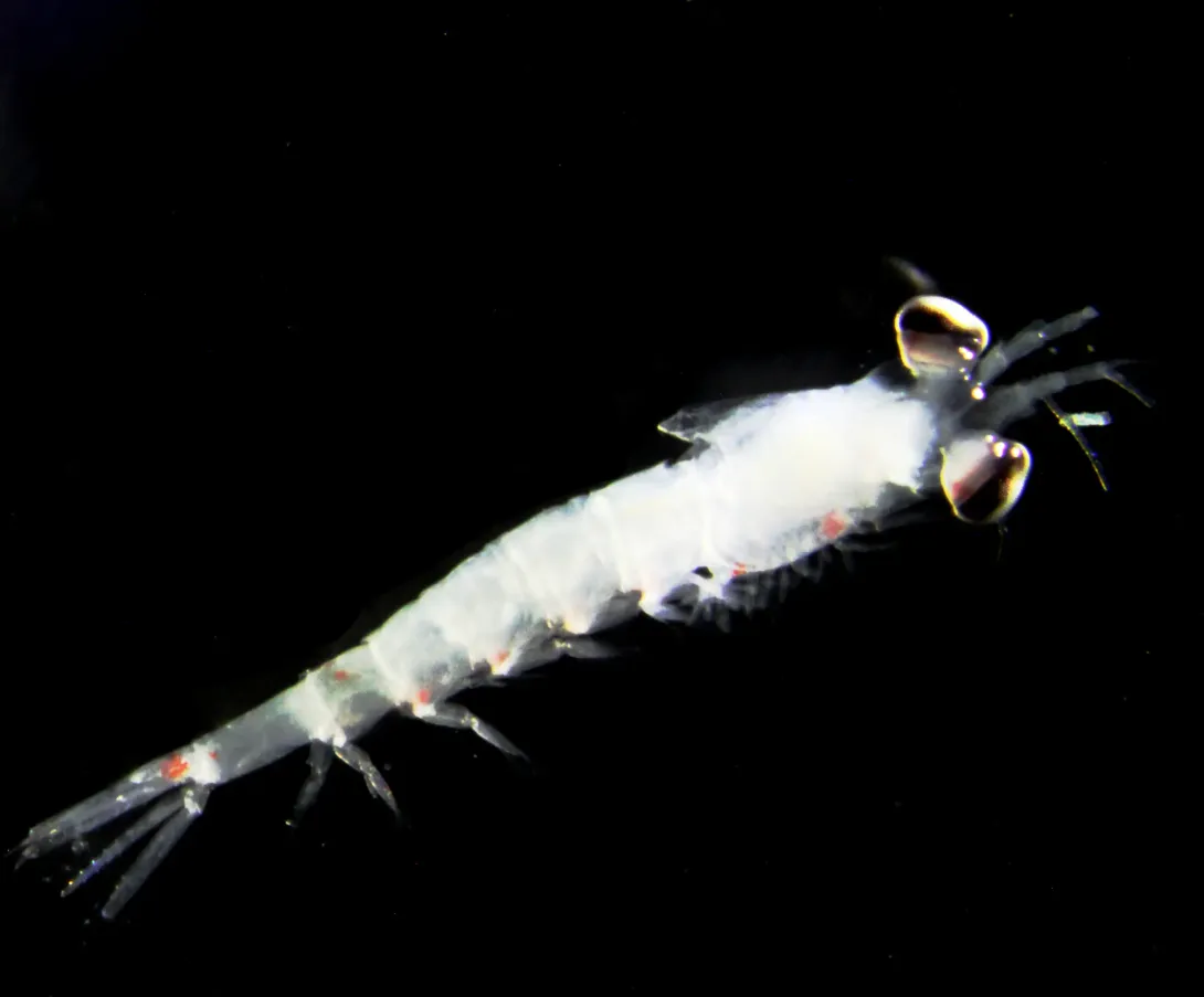 Zooplankton