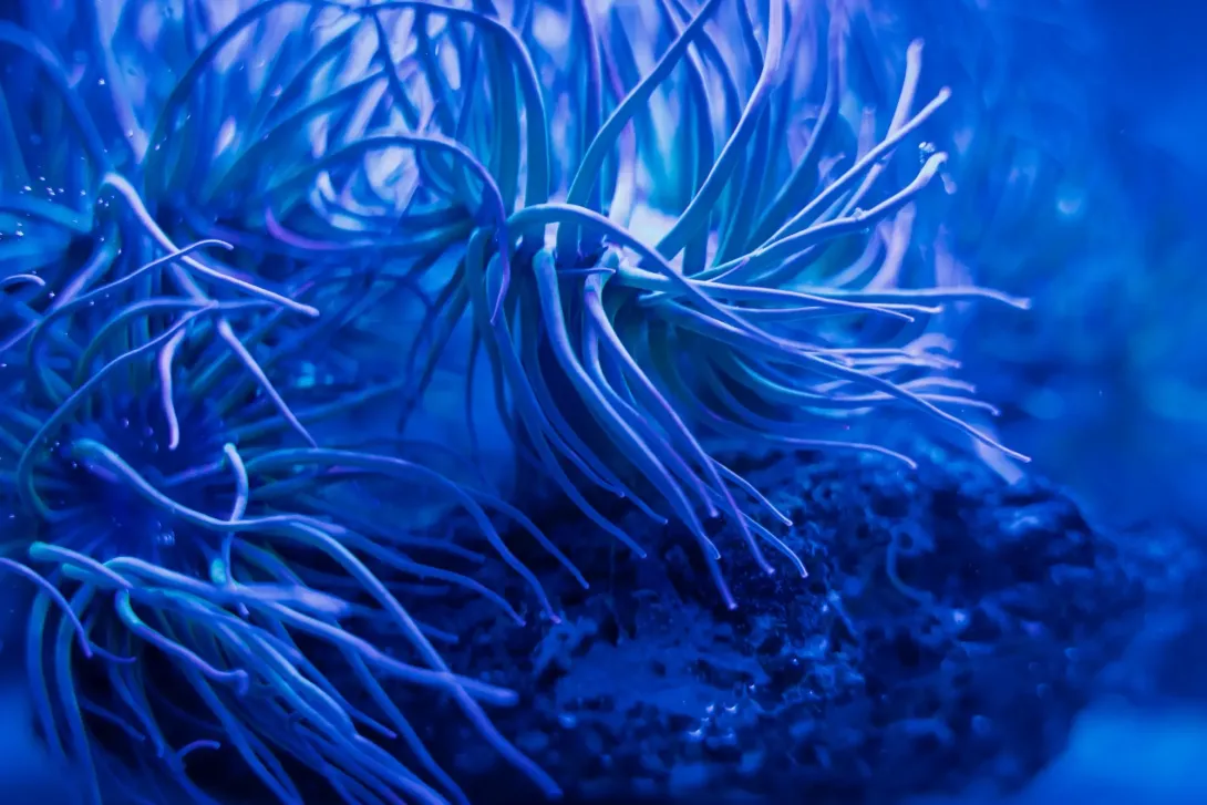 Doctoral Training Partners