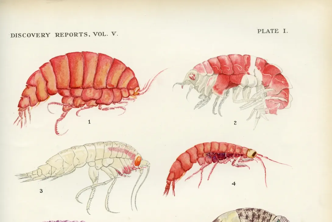 History of the Discovery Collections