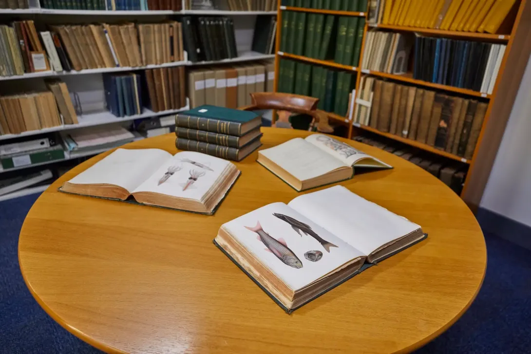 Sketches of biodiversity taken on historic expeditions