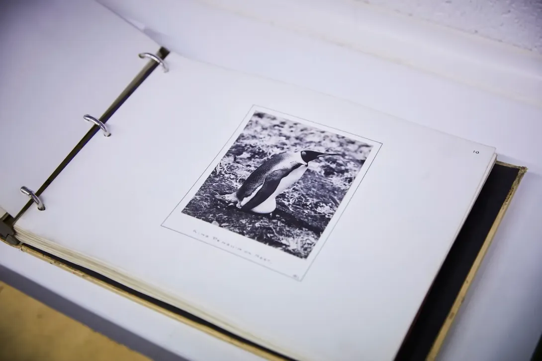 Photograph of a penguin taken from an Antarctic expedition