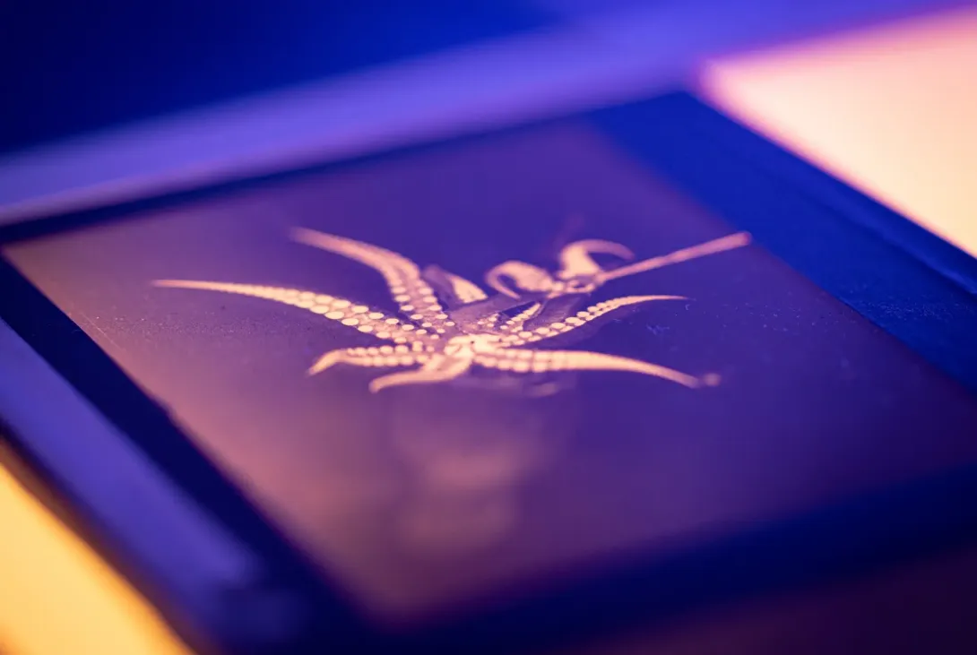 History and Collections