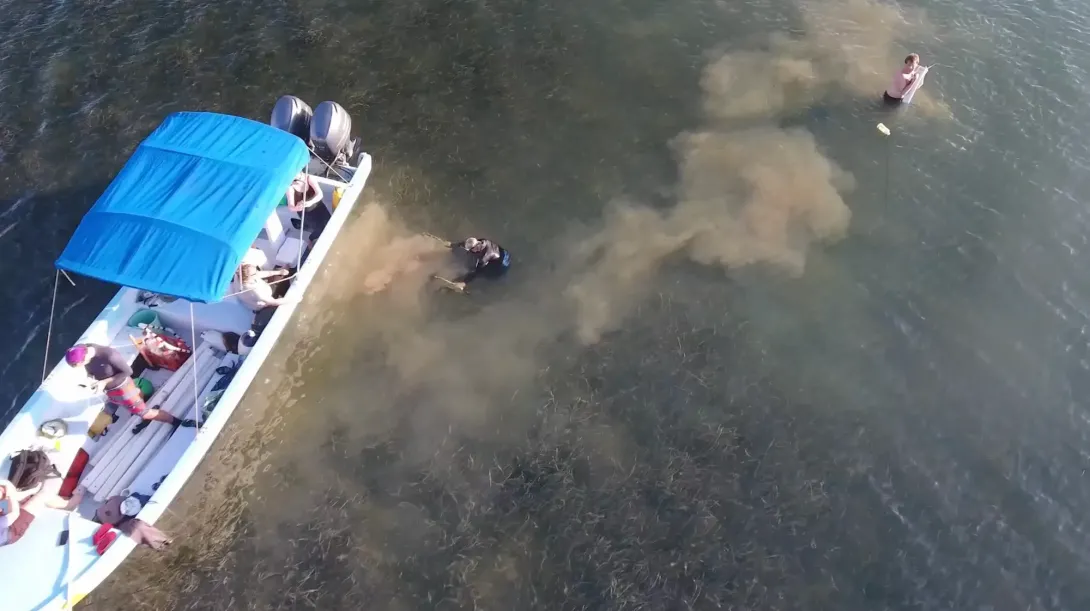 What is Blue Carbon?