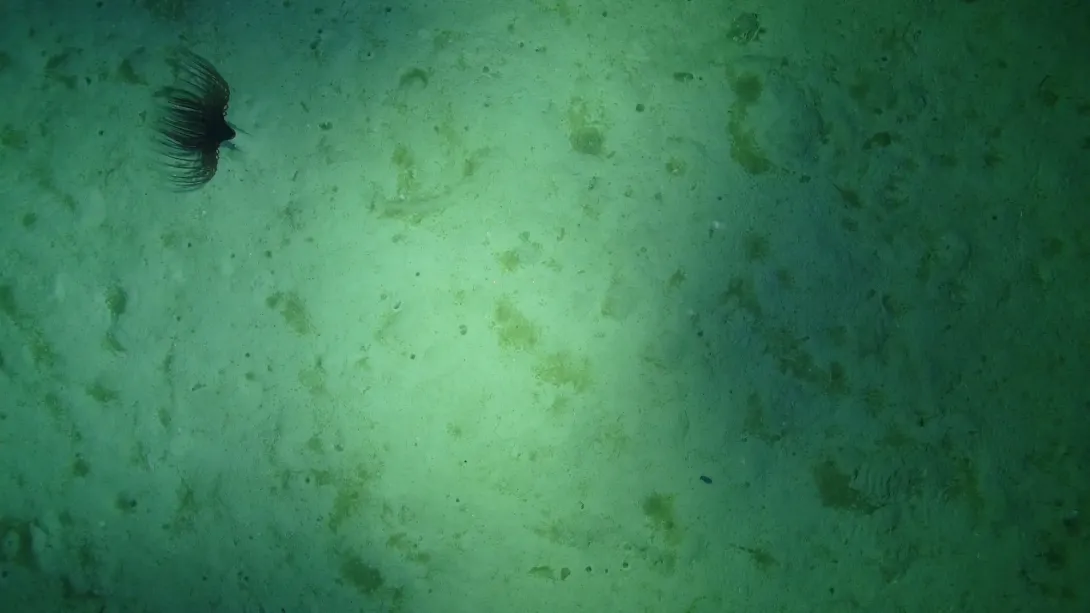 Tube-dwelling anemone poking out from the seafloor.